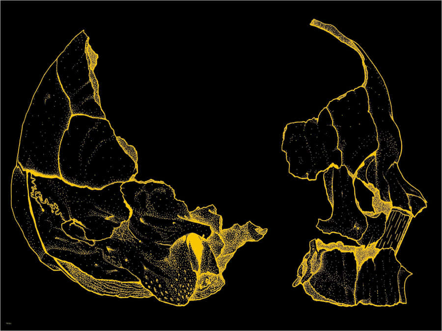 Gold And Black Skull Tumblr Laptop Wallpaper