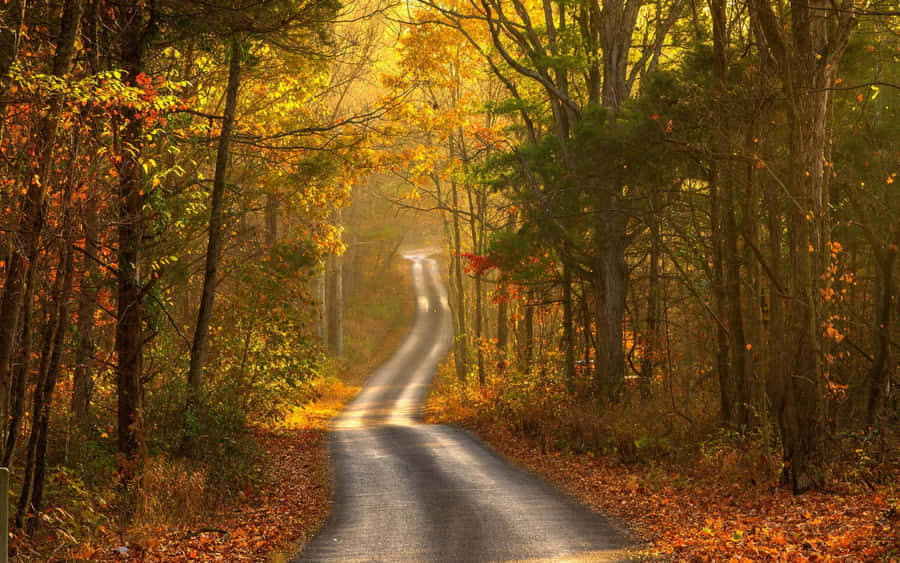 Golden Autumn Road Wallpaper