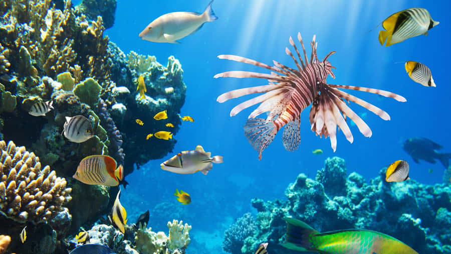 Great Barrier Reef Marine Life Wallpaper