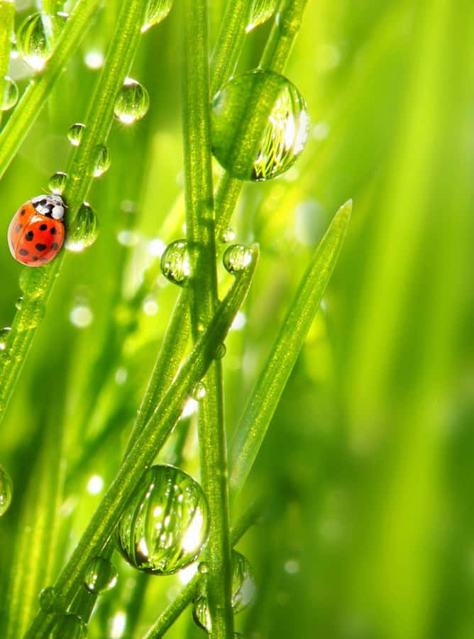 Green Ipad [wallpaper] Wallpaper