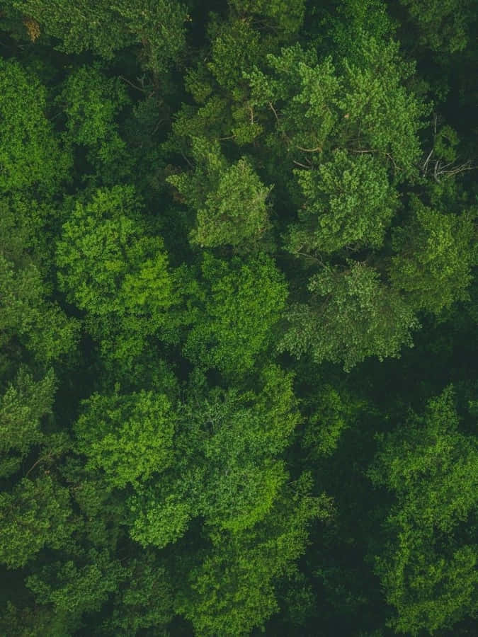 Green Ipad [wallpaper] Wallpaper