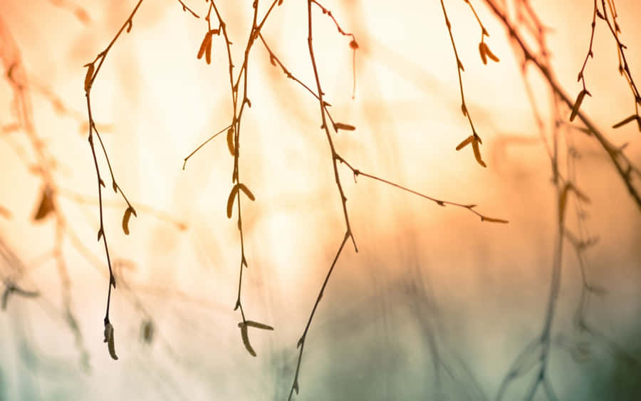 Hanging Branches With Few Leaves Wallpaper