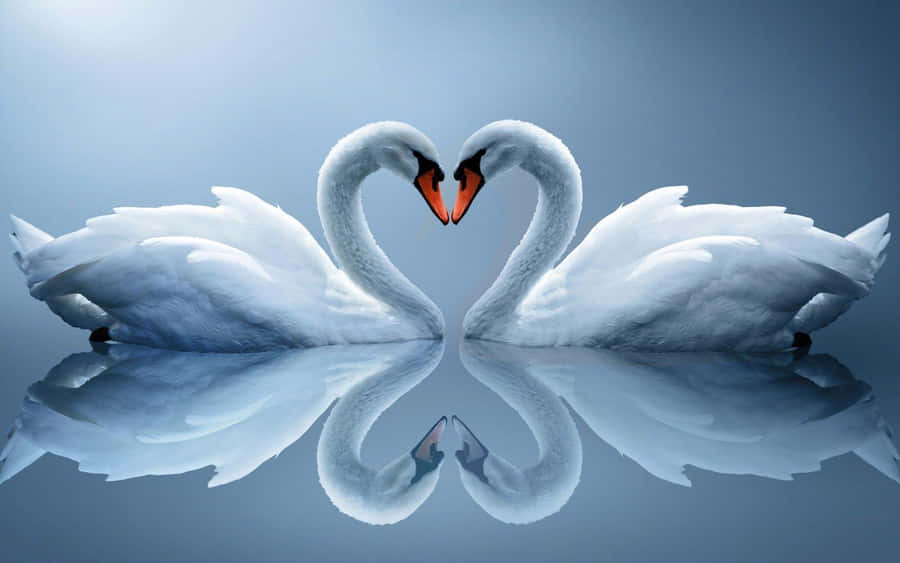 Happiness Is Love Shared Between Two Hearts Wallpaper