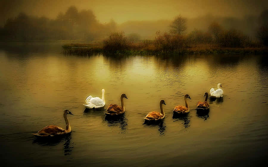 Hunting Big Ducks Wallpaper