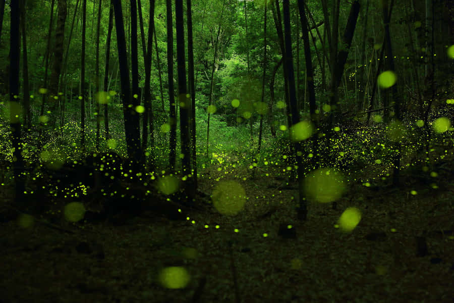 Illuminated By The Fireflies, A Woman Looks Out Into A Tranquil Dusk Sky. Wallpaper