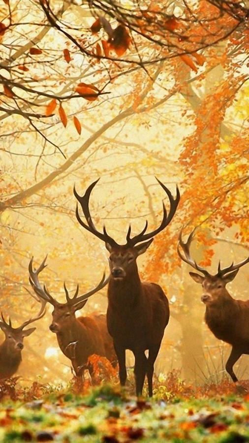 Image A Deer Peeking Out In The Forest. Wallpaper