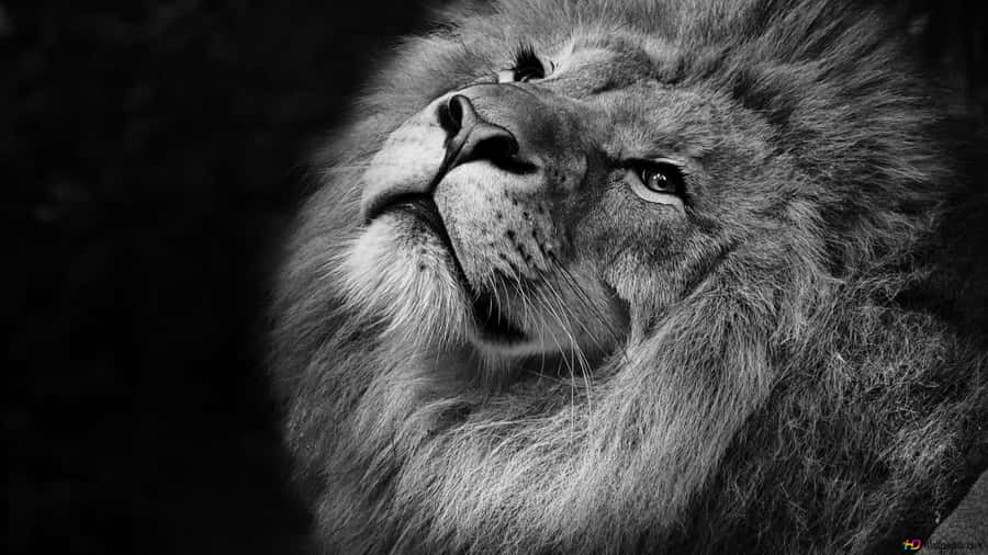 Intimidating Yet Graceful Black & White Lion King Wallpaper