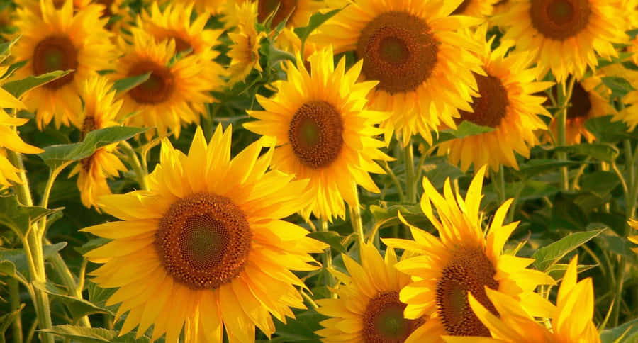 Invigorating Yellow Aesthetic Desktop Wallpaper Wallpaper