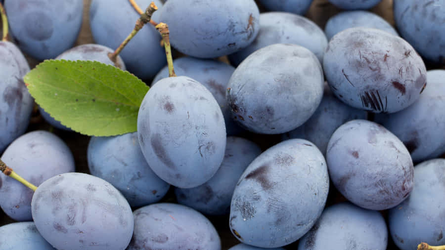 Italian Prune Plum Damson Fruits Wallpaper