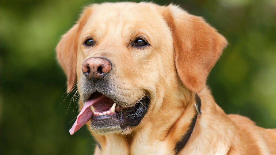 Labrador Winsome Photo Wallpaper