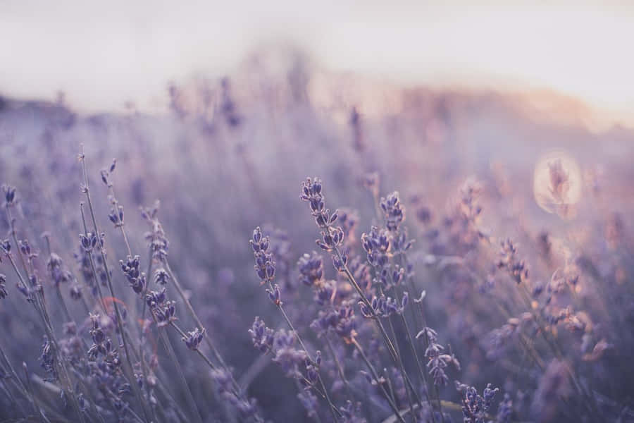 Lavender Field At Sunset Wallpaper