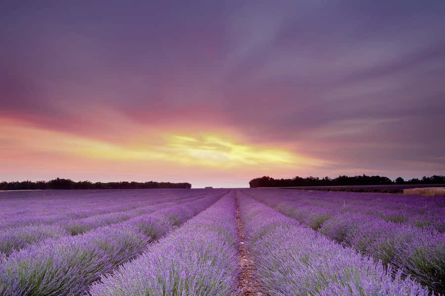 Lavender Fields Enjoy The Enchanting Scent Of Lavender In This Breathtaking European Field. Wallpaper