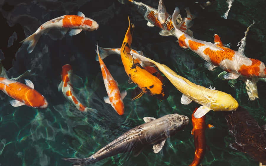 Live Koi Fish Swimming In The Peaceful Waters Wallpaper
