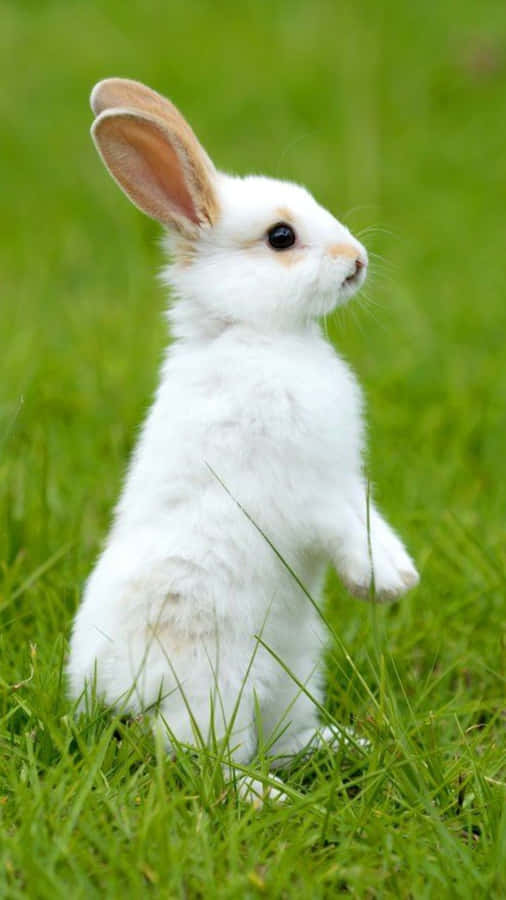 Look How Adorable This Bunny Is On The New Iphone! Wallpaper