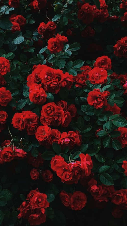 “love Is A Beautiful Thing” Wallpaper