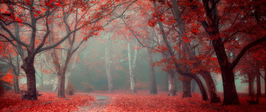 Magical Scene Of Trees Red Ultra Wide Hd Wallpaper