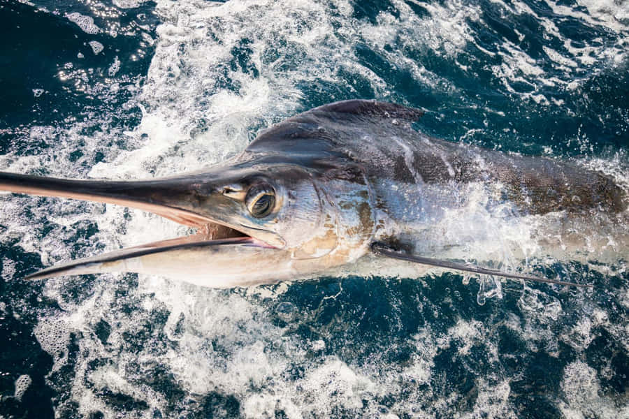 Majestic Blue Marlin Leaping Out Of The Ocean Wallpaper