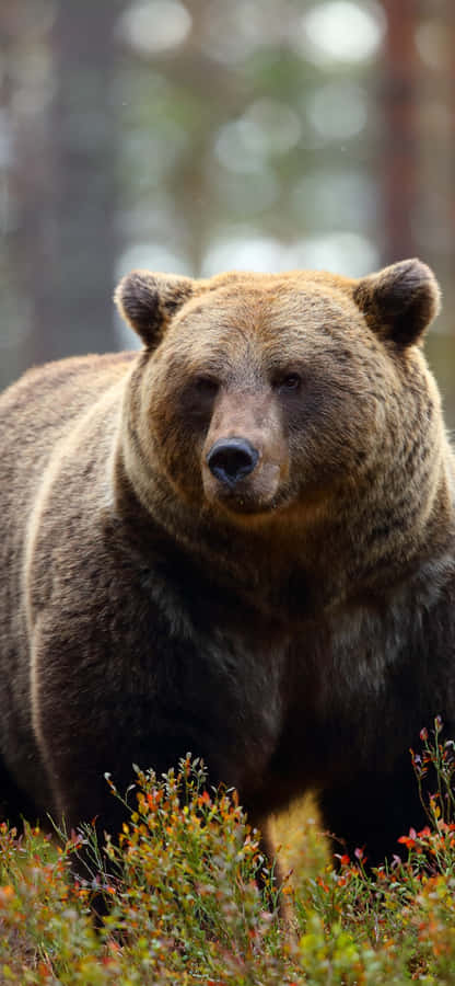 Majestic Brown Bearin Nature Wallpaper