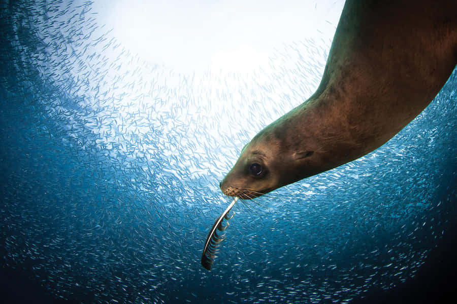 Majestic Sea Lion Basking In The Sun Wallpaper