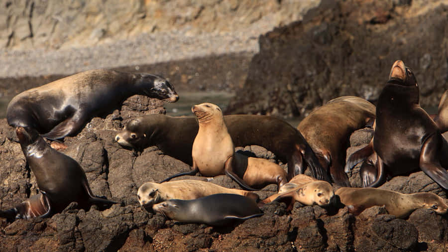 Majestic Sea Lion Basking In The Sun Wallpaper