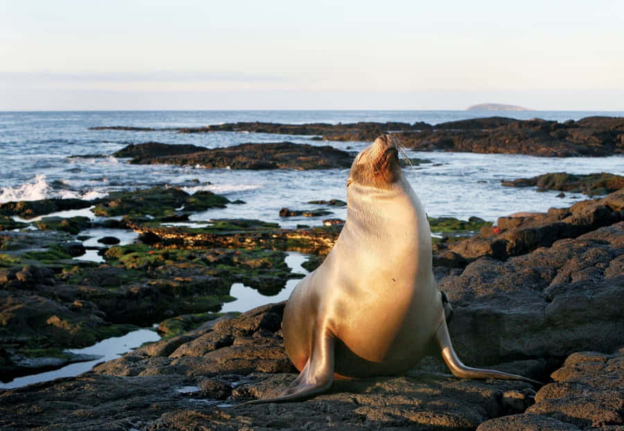 Majestic Sea Lion Basking Under The Sun Wallpaper