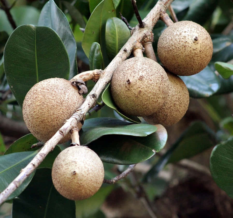 Mammee Apple Fruit On Tree Wallpaper