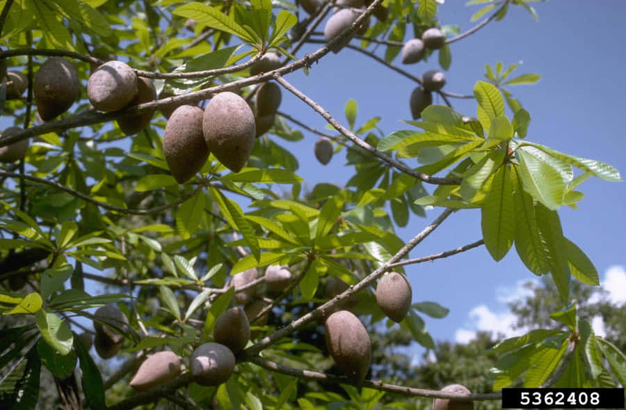 Mammee Fruit Tree Tropical Apricot Wallpaper