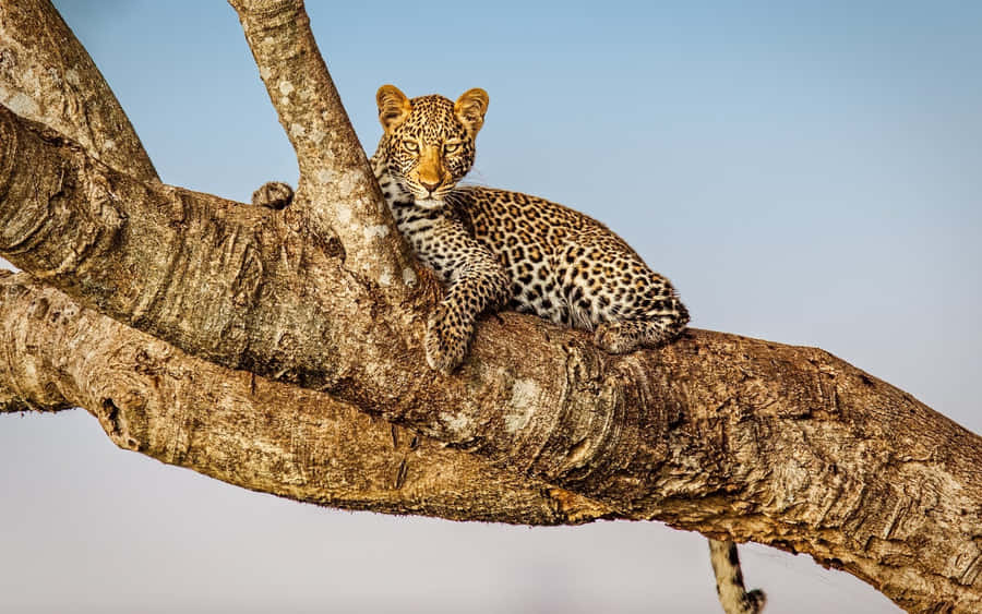 Masai Mara National Reserve With Leopard Wallpaper