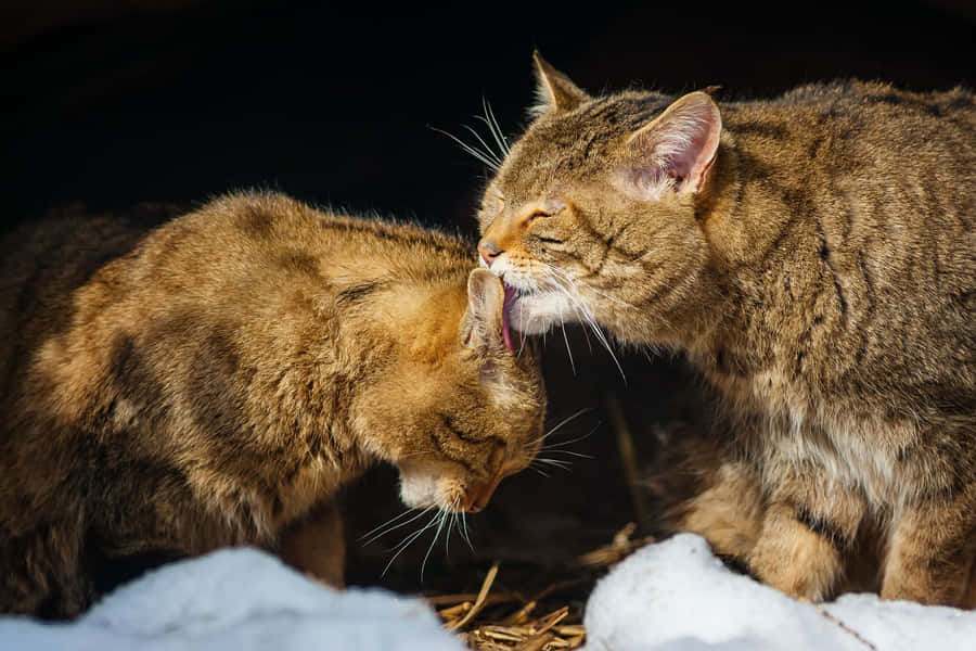 Matching Cat Pfp Bites Wallpaper