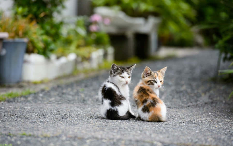 Matching Cat Pfp Street Wallpaper