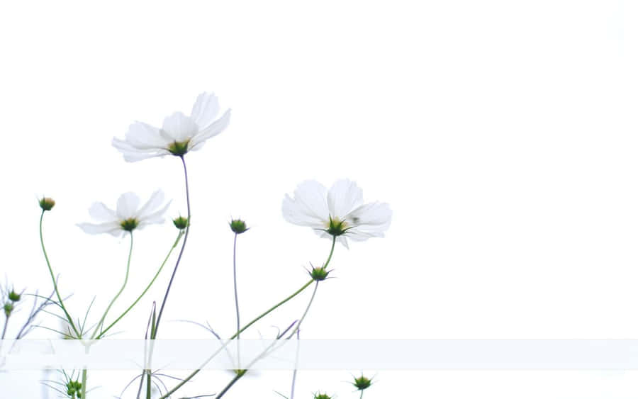 Minimalist White Cosmos Flower Wallpaper