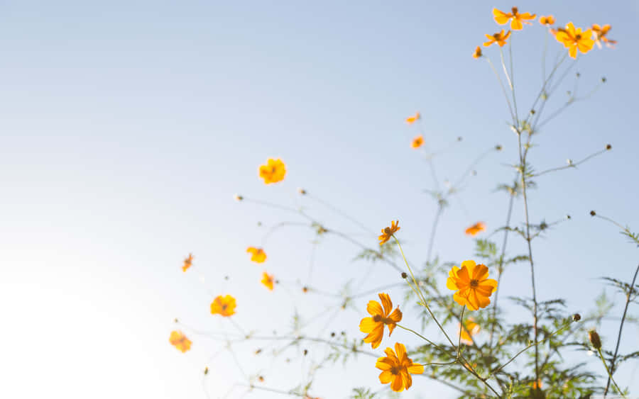 Minimalist Yellow Aesthetic Flower Desktop Wallpaper