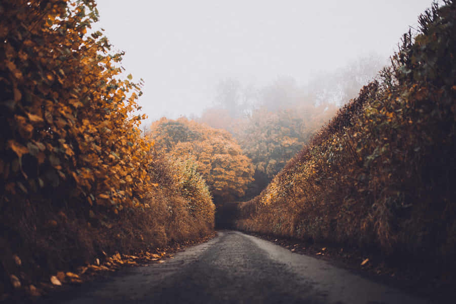 Misty Autumn Road Wallpaper