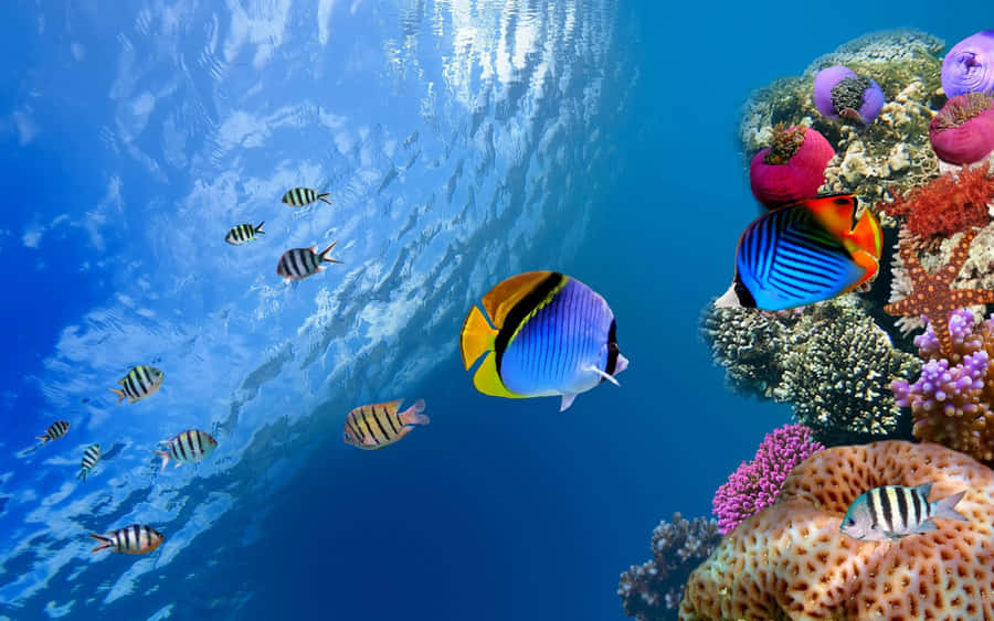 Move Through The Depths, Experience The Calmer Side Of Life In The Ocean. Wallpaper