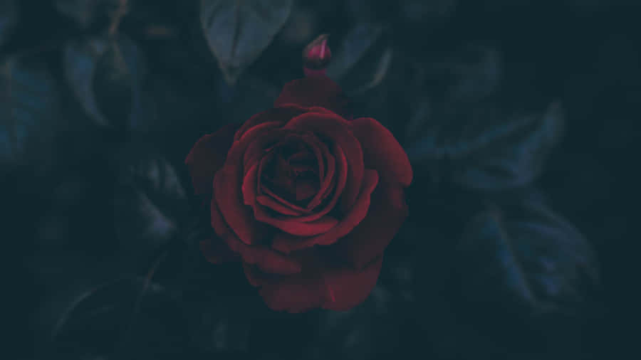 Mystic_ Red_ Rose_in_ Darkness_4 K Wallpaper