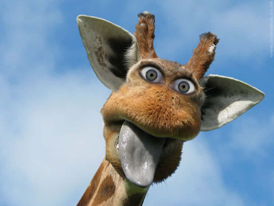 Northern Funny Giraffe With Human Eyes Wallpaper