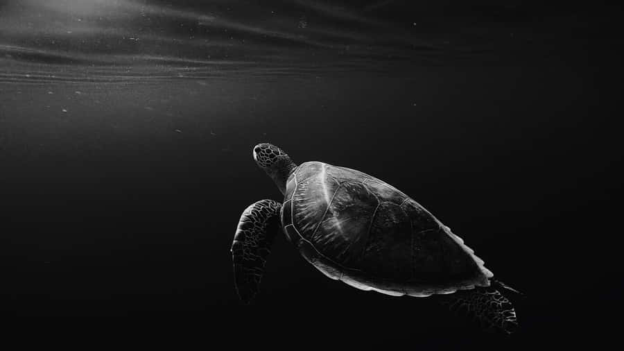 Oled Monitor Black And White Sea Turtle Wallpaper