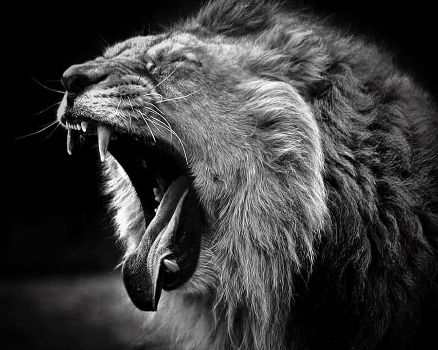 Open Wide Black And White Lion Wallpaper