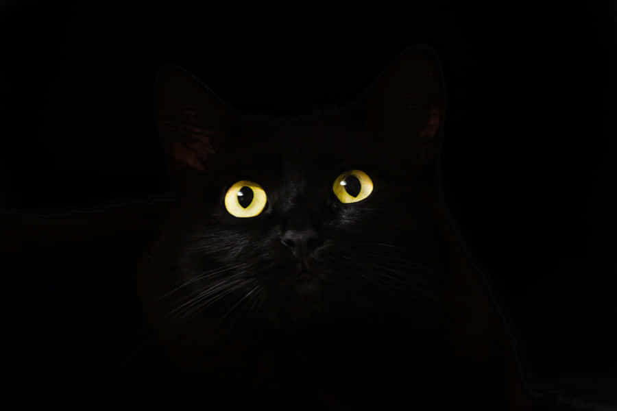 Out Of Darkness Cute Cat Pfp Wallpaper