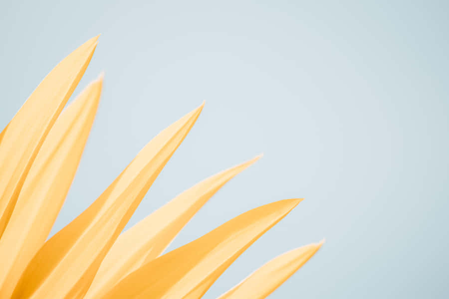 Pastel Orange Flower Petals Wallpaper