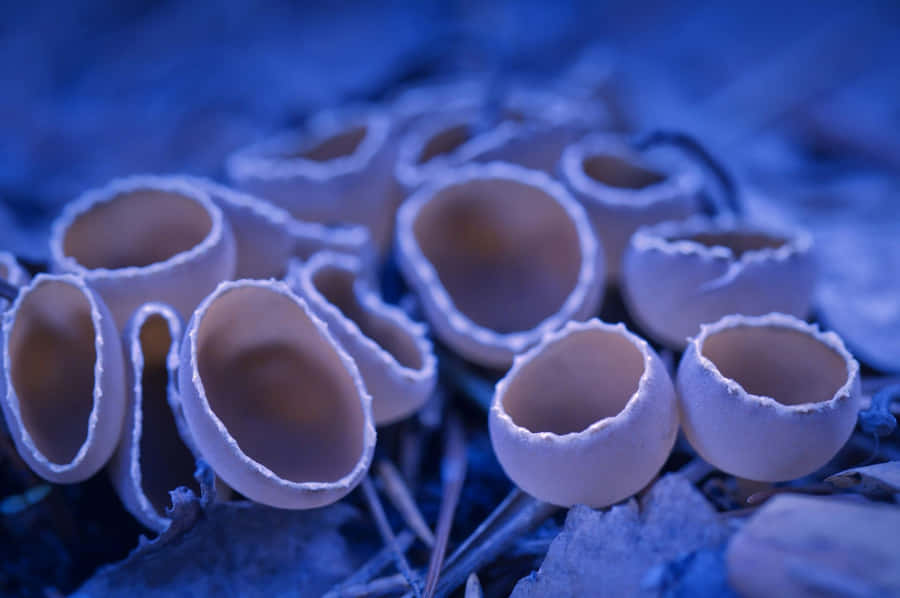 Peziza Fungus Chrome Os Wallpaper