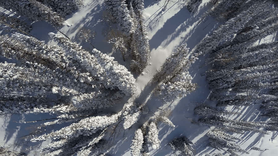 Pine Trees Overhead Shot Snow 4k Wallpaper
