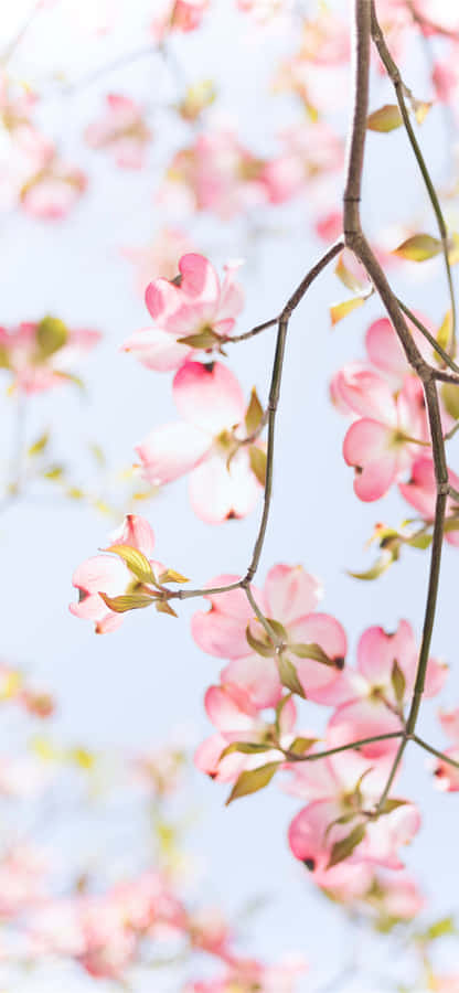Pink Dogwood Flowers Against A Blue Sky Wallpaper