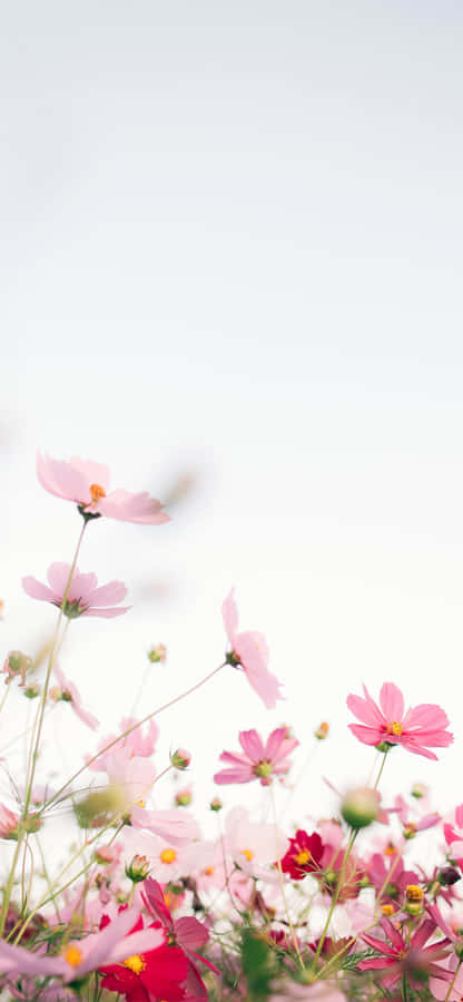 Pink Flower Blooming On Phone Screen Wallpaper