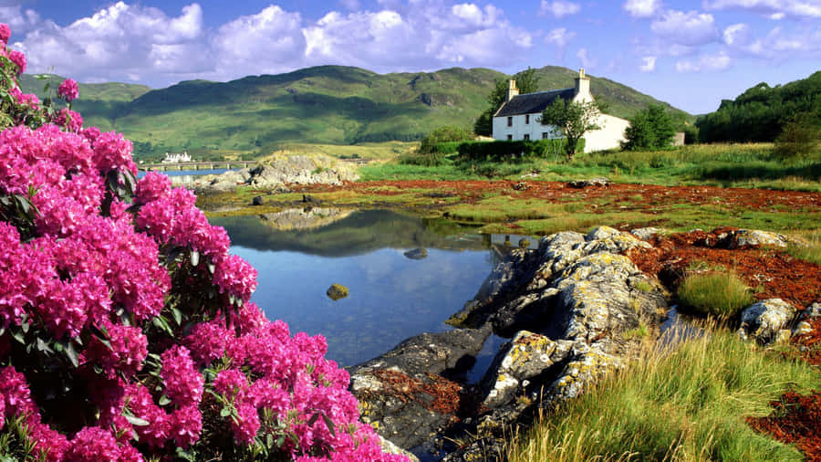 Pink Flower Lake Country Scenes Wallpaper