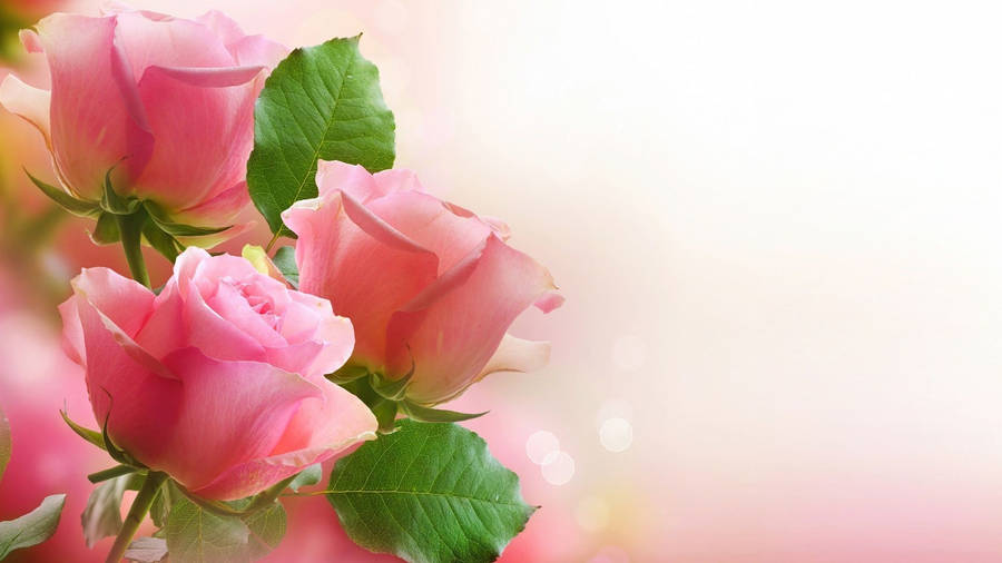 Pink Roses Digital Drawing Wallpaper