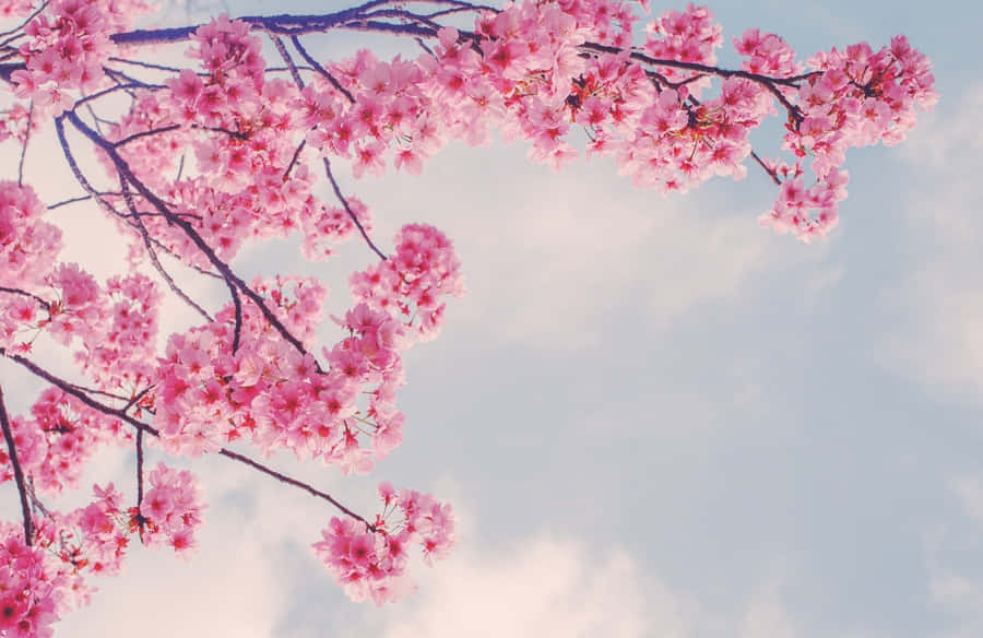 Pink Sakura Branches In Spring Wallpaper