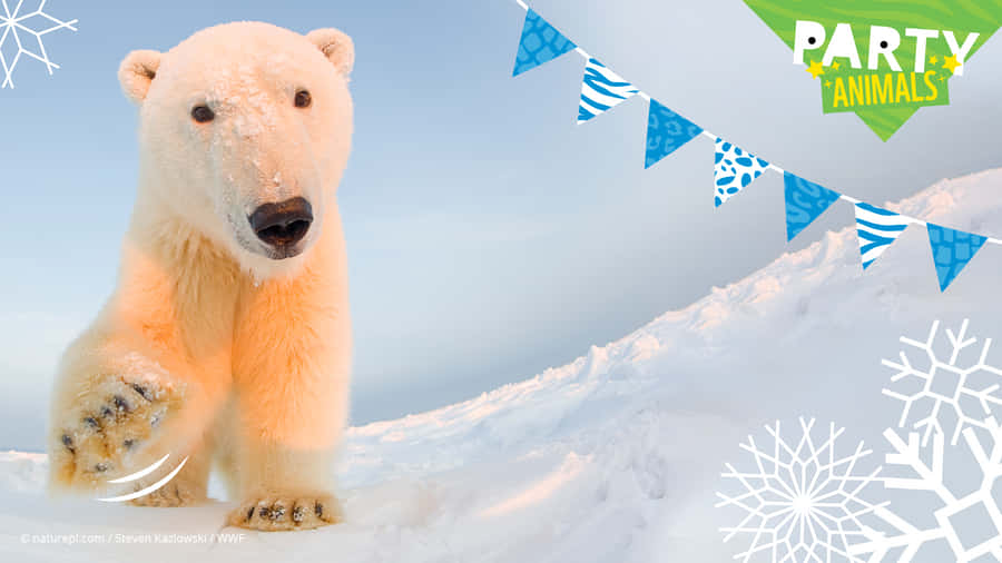 Polar Bear Zoom Party Animals Wallpaper