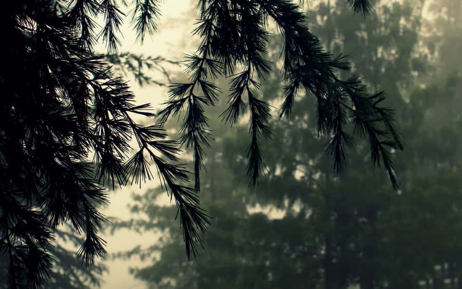 Rainy Day Branches Leaves And Shadow Wallpaper