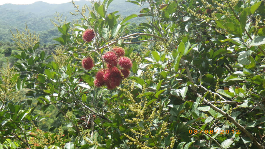 Ready To Harvest Pulasan Fruit Wallpaper